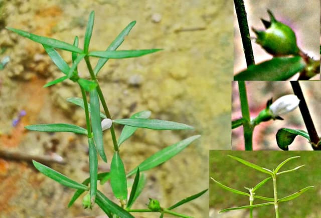 SCLEROMITRION DIFFUSUM FLOWER/LEAF/STEM EXTRACT 대표 사진