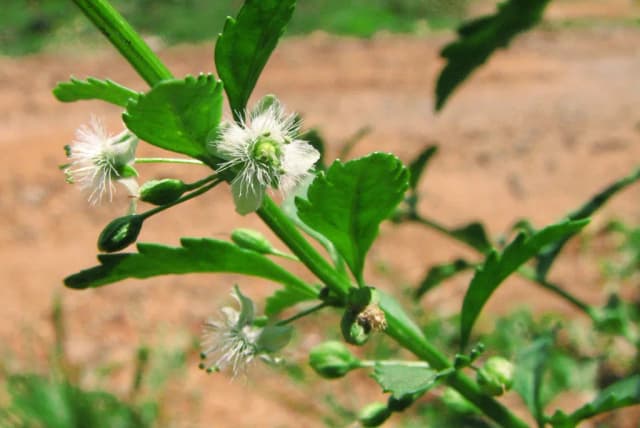 SCOPARIA DULCIS FLOWER/LEAF/STEM EXTRACT 대표 사진