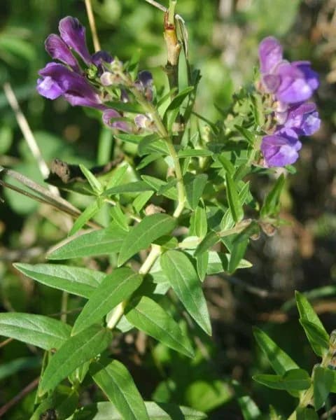 SCUTELLARIA BAICALENSIS CALLUS EXTRACT 대표 사진