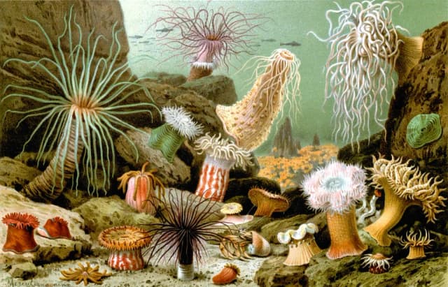 SEA ANEMONE EXTRACT 대표 사진