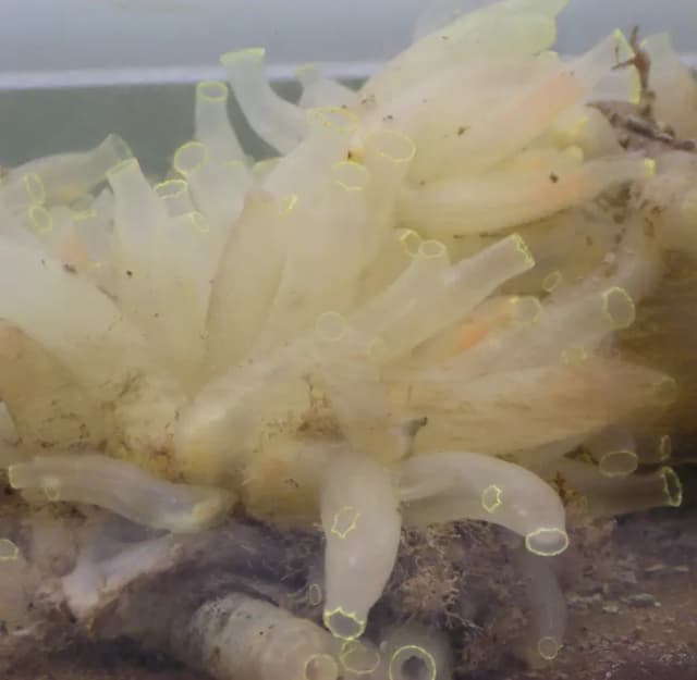SEA SQUIRT EXTRACT 대표 사진