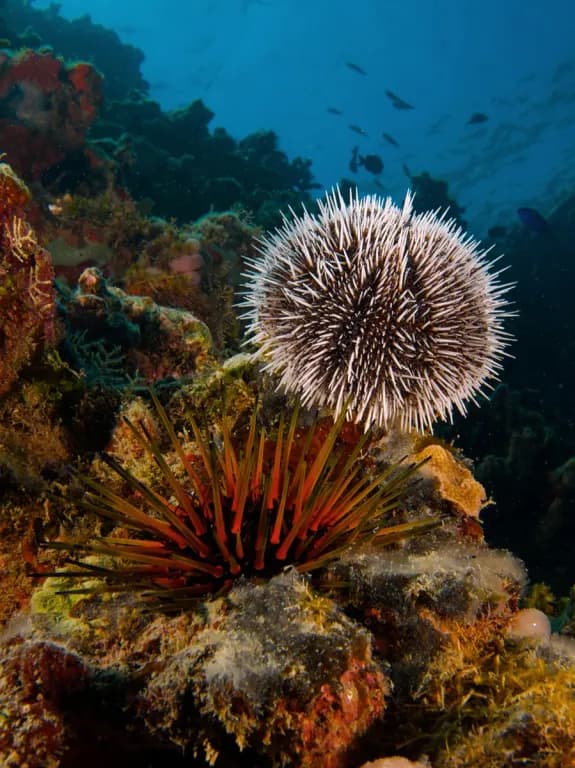 SEA URCHIN EXTRACT 대표 사진