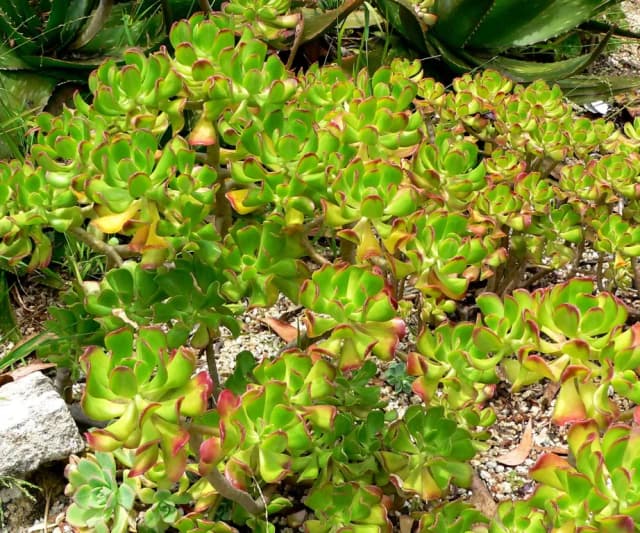 SEDUM DENDROIDEUM LEAF/STEM EXTRACT 대표 사진