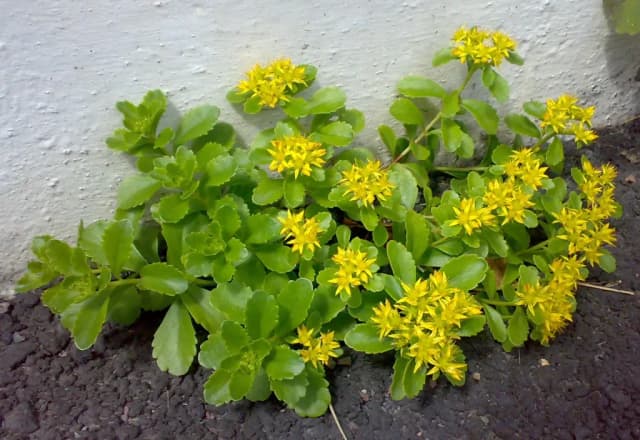 SEDUM KAMTSCHATICUM LEAF EXTRACT 대표 사진