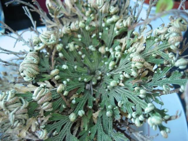 SELAGINELLA LEPIDOPHYLLA LEAF/STEM EXTRACT 대표 사진