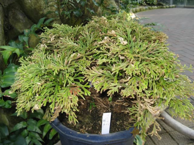 SELAGINELLA TAMARISCINA LEAF VESICLES 대표 사진