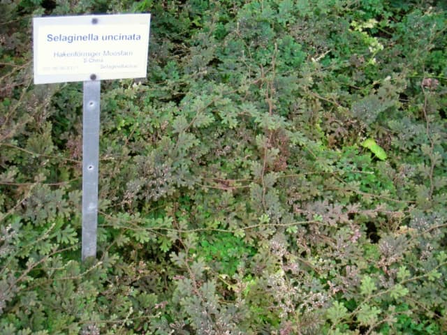 SELAGINELLA UNCINATA EXTRACT 대표 사진