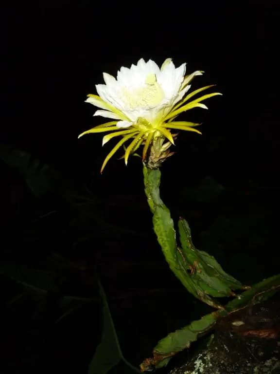 SELENICEREUS COSTARICENSIS LEAF/STEM EXTRACT 대표 사진
