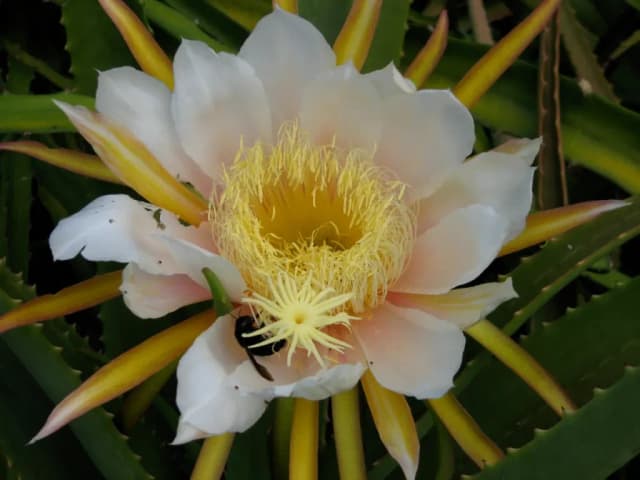 SELENICEREUS MONACANTHUS BUD EXTRACT 대표 사진