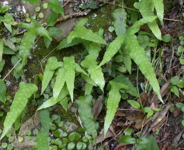 SELLIGUEA HASTATA CALLUS EXTRACT 대표 사진
