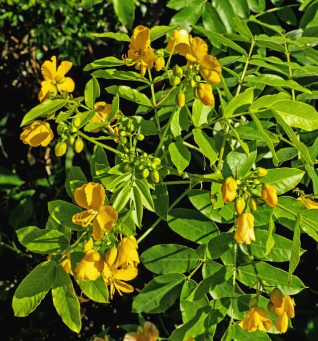 석결명추출물 대표 사진