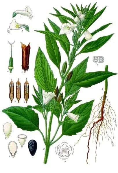 SESAME SEED OIL PEG-8 ESTERS 대표 사진