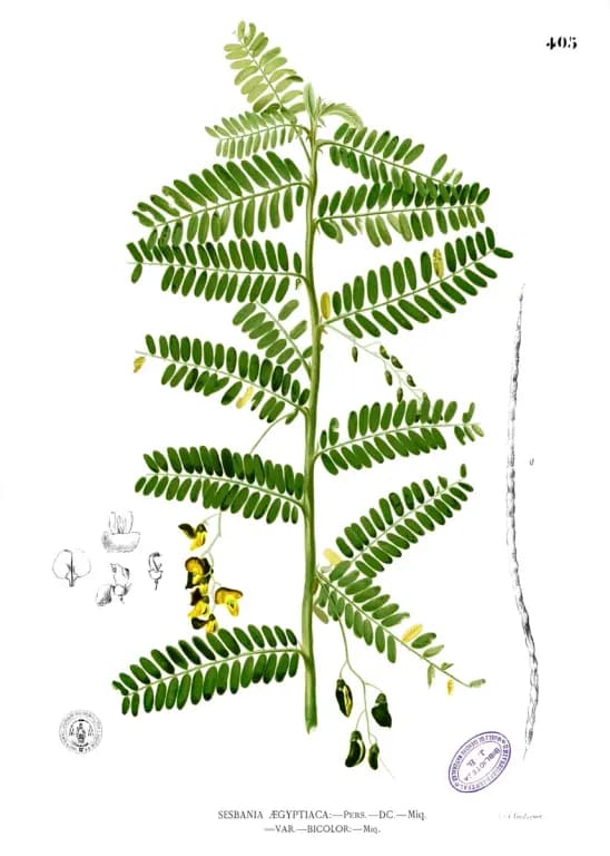 SESBANIA SESBAN SEED EXTRACT 대표 사진