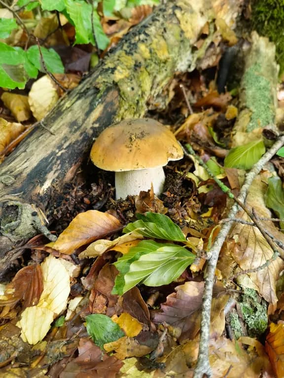 Boletus edulis, extract 대표 사진