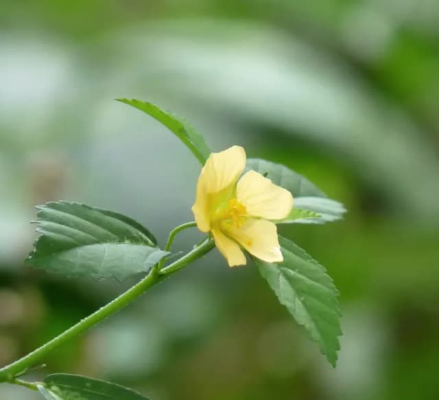 SIDA RHOMBIFOLIA EXTRACT 대표 사진