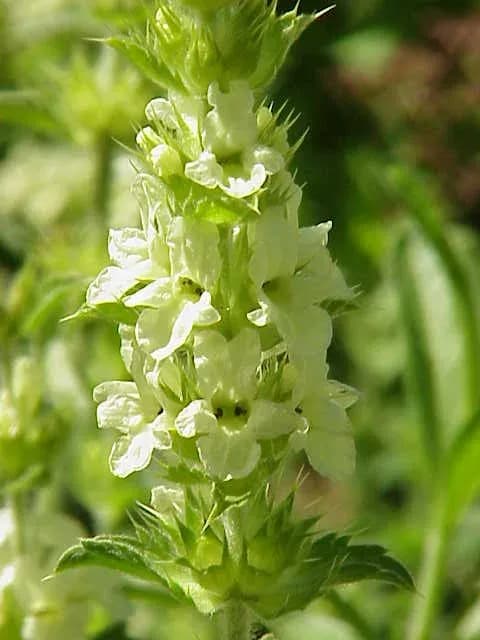 SIDERITIS HYSSOPIFOLIA FLOWER/LEAF/STEM EXTRACT 대표 사진