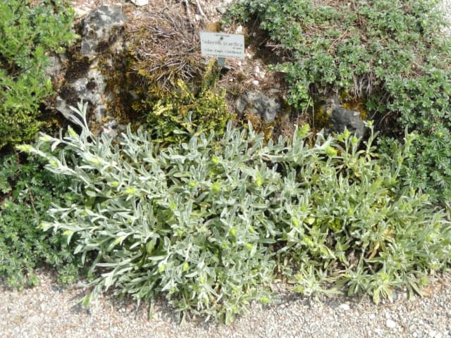 SIDERITIS SCARDICA FLOWER/LEAF/STEM EXTRACT 대표 사진