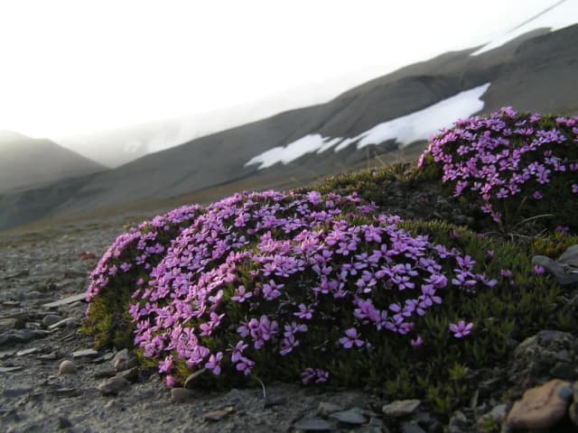 SILENE ACAULIS CALLUS CULTURE EXTRACT 대표 사진