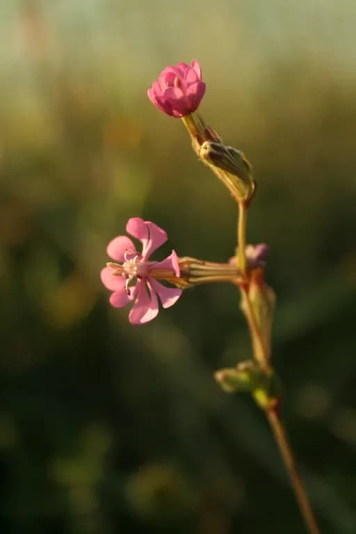 SILENE COLORATA EXTRACT 대표 사진