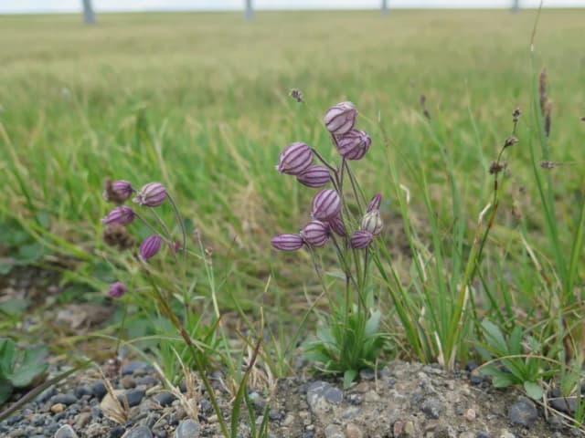 SILENE URALENSIS CALLUS CULTURE EXTRACT 대표 사진
