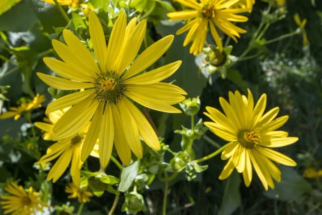 SILPHIUM PERFOLIATUM PETAL EXTRACT 대표 사진