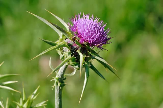 SILYBUM MARIANUM FLOWER EXTRACT 대표 사진