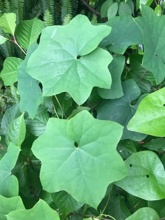 SINOMENIUM ACUTUM BRANCH/LEAF EXTRACT 대표 사진