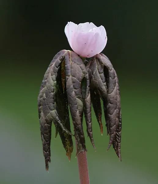 SINOPODOPHYLLUM HEXANDRUM CALLUS EXTRACT 대표 사진