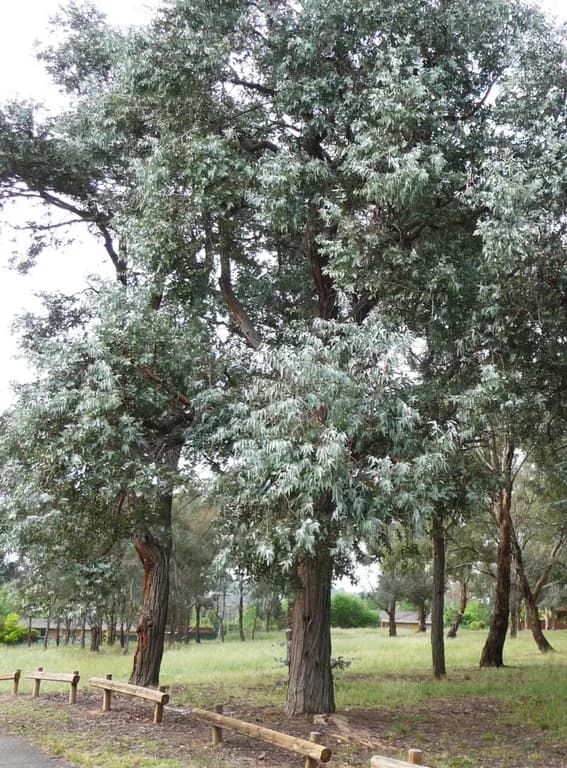 EUCALYPTUS CINEREA LEAF OIL 대표 사진