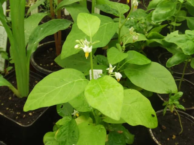 SOLANUM AETHIOPICUM FRUIT EXTRACT 대표 사진