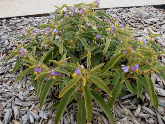 SOLANUM CENTRALE FRUIT EXTRACT 대표 사진