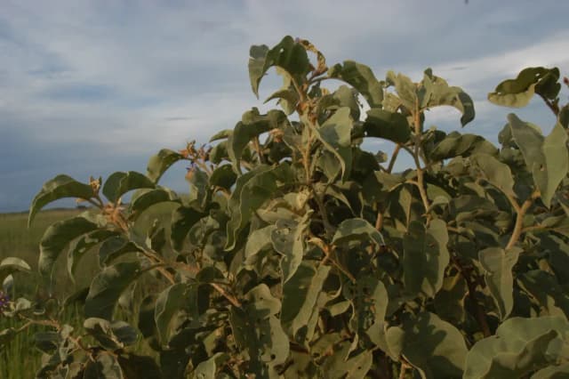 SOLANUM LYCOCARPUM FRUIT EXTRACT 대표 사진