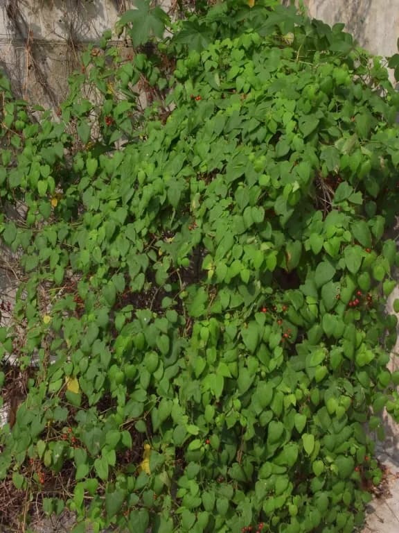 SOLANUM LYRATUM LEAF/STEM EXTRACT 대표 사진