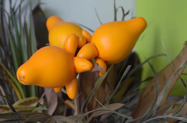 SOLANUM MAMMOSUM FRUIT EXTRACT 대표 사진