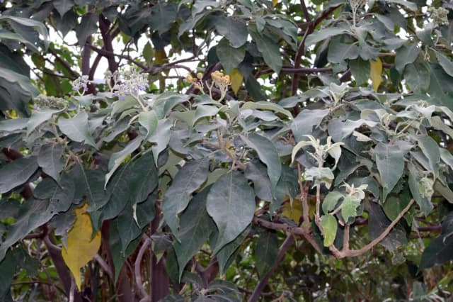 SOLANUM MAURITIANUM EXTRACT 대표 사진