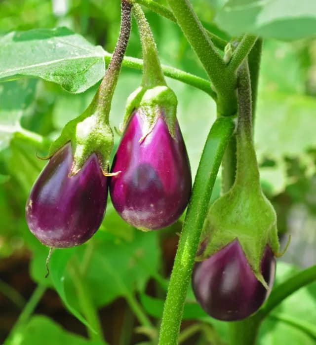 SOLANUM MELONGENA FRUIT JUICE VESICLES 대표 사진