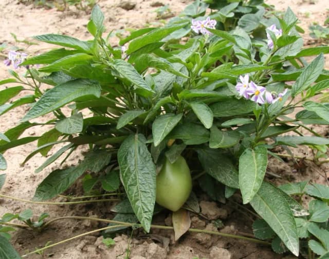 SOLANUM MURICATUM FRUIT EXTRACT 대표 사진