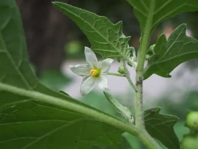 까마중추출물 대표 사진