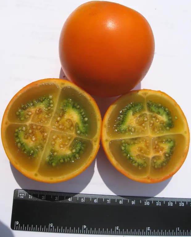 SOLANUM QUITOENSE FRUIT JUICE 대표 사진