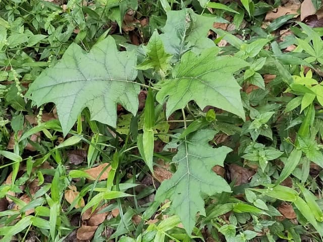 SOLANUM STRAMONIIFOLIUM FRUIT EXTRACT 대표 사진