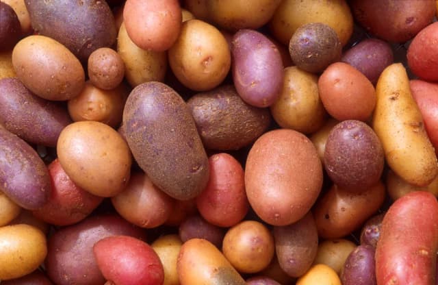 SOLANUM TUBEROSUM JUICE VESICLES 대표 사진