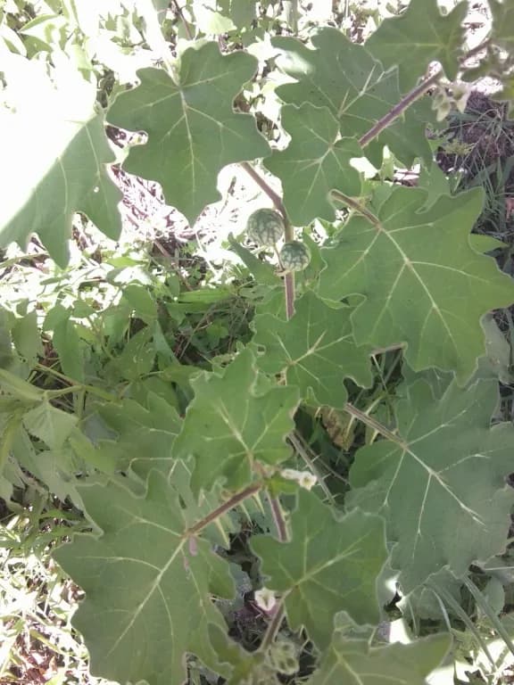 SOLANUM VIRGINIANUM EXTRACT 대표 사진