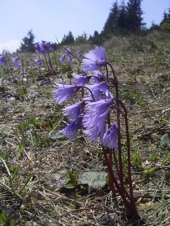 SOLDANELLA ALPINA EXTRACT 대표 사진