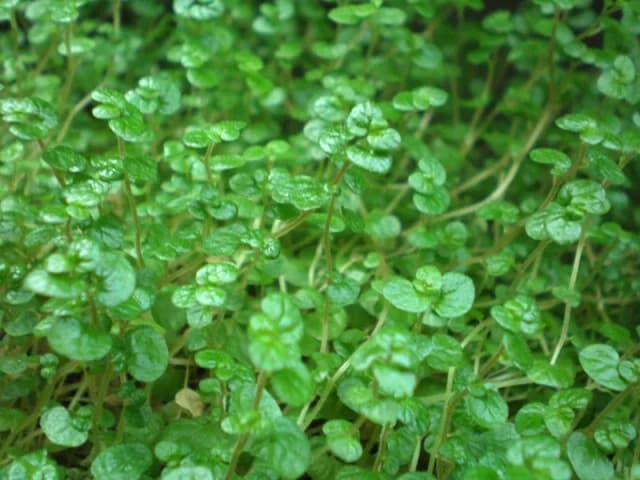 SOLEIROLIA SOLEIROLII EXTRACT 대표 사진