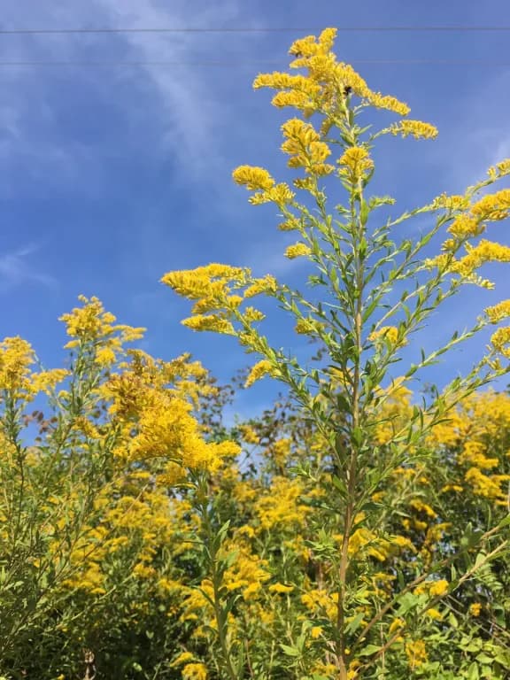 SOLIDAGO ALTISSIMA FLOWER/LEAF/STEM EXTRACT 대표 사진