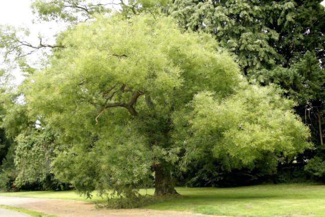 SOPHORA JAPONICA BRANCH EXTRACT 대표 사진