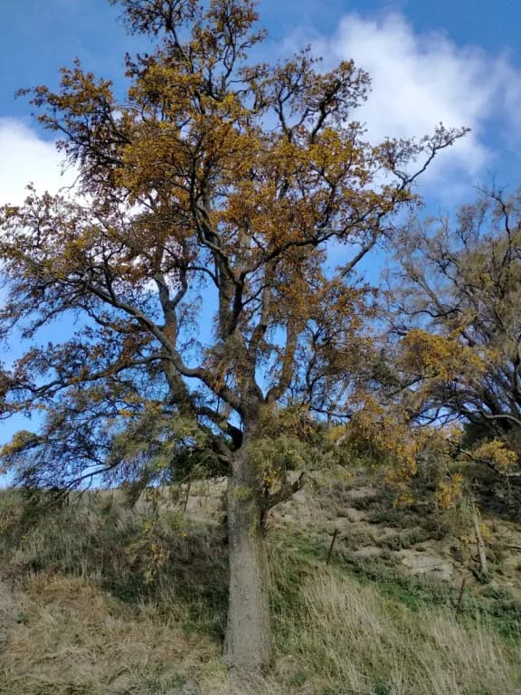 SOPHORA MICROPHYLLA BARK/LEAF EXTRACT 대표 사진