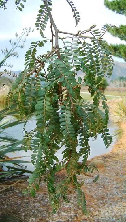SOPHORA TETRAPTERA FLOWER 대표 사진