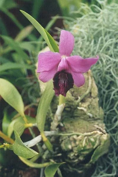 SOPHRONITIS DAYANA CALLUS EXTRACT 대표 사진