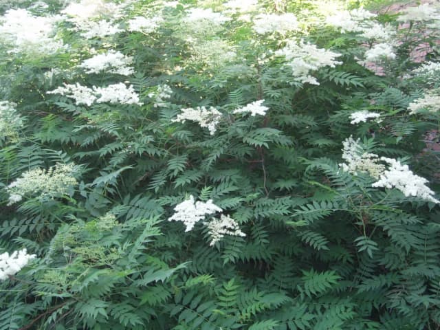 SORBARIA SORBIFOLIA BARK/LEAF EXTRACT 대표 사진